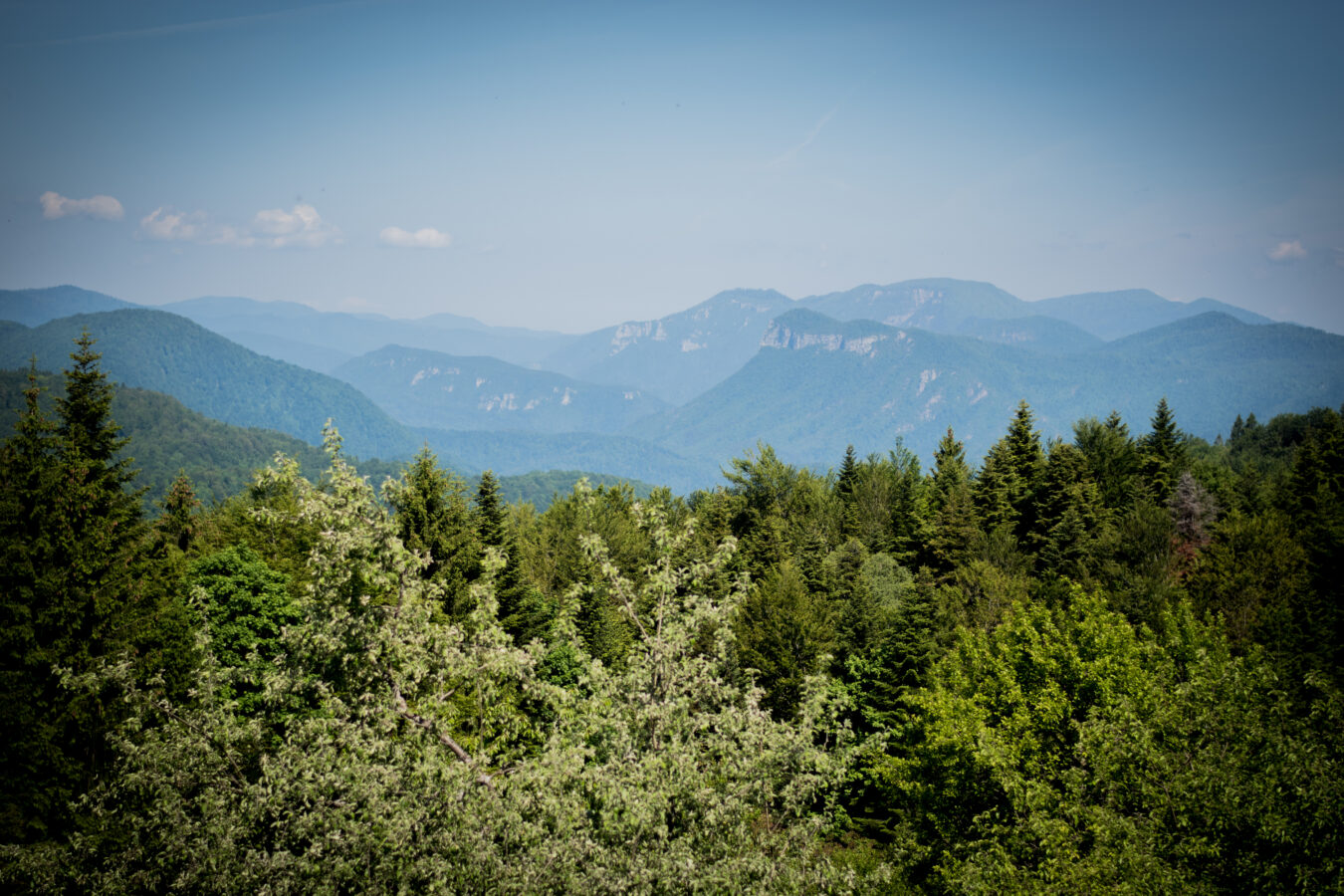 Gorski kotar šuma